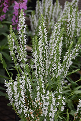 Sensation White Meadow Sage (Salvia nemorosa 'Florsalwhite') at Lakeshore Garden Centres