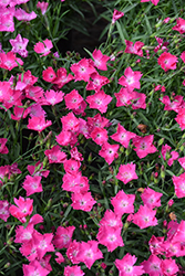 Beauties Kahori Scarlet Pinks (Dianthus 'Kahori Scarlet') at Peter Knippel Garden Centre