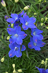 Blue Mirror Delphinium (Delphinium grandiflorum 'Blue Mirror') at Lakeshore Garden Centres