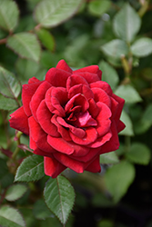 Parade Wei Rose (Rosa 'Poulpar106') at Lakeshore Garden Centres