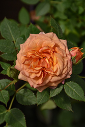 Party Kyo Rose (Rosa 'Poulty022') at Lakeshore Garden Centres