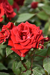 Parade Karina Rose (Rosa 'Poulpar029') at Lakeshore Garden Centres