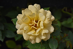 Parade Daina Rose (Rosa 'Poulpar092') at Lakeshore Garden Centres