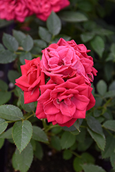 Parade Fiesta Rose (Rosa 'Poulesta') at Lakeshore Garden Centres