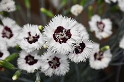 Star Single Stargazer Pinks (Dianthus 'Wp13 Gil05') at Lakeshore Garden Centres