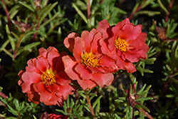 Sundial Scarlet Portulaca (Portulaca grandiflora 'Sundial Scarlet') at Lakeshore Garden Centres