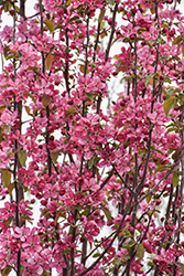 Velvet Pillar Flowering Crab (Malus 'Velvet Pillar') at Lakeshore Garden Centres