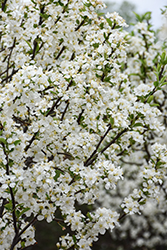 Lollipop Flowering Crab (Malus 'Lollizam') at Peter Knippel Garden Centre