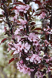 Raspberry Spear Flowering Crab (Malus 'JFS KW213MX') at Lakeshore Garden Centres
