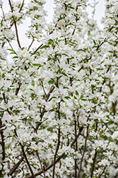 Spring Snow Flowering Crab (Malus 'Spring Snow') at Lakeshore Garden Centres