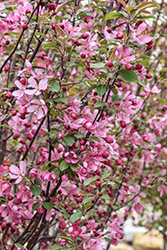 Red Barron Flowering Crab (Malus 'Red Barron') at Lakeshore Garden Centres