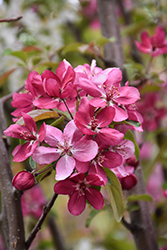 Velvet Pillar Flowering Crab (Malus 'Velvet Pillar') at Lakeshore Garden Centres
