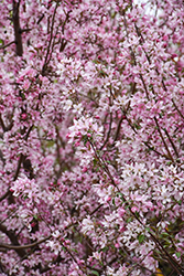 Pink Spires Flowering Crab (Malus 'Pink Spires') at Lakeshore Garden Centres