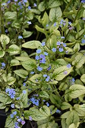 Alexandria Bugloss (Brunnera macrophylla 'Alexandria') at Lakeshore Garden Centres