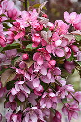 Rejoice Flowering Crab (Malus 'Rejzam') at Lakeshore Garden Centres