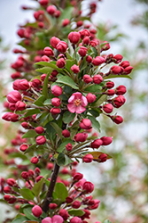 Camelot Flowering Crab (Malus 'Camelot') at Lakeshore Garden Centres