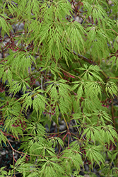 Wabi Sabi Maple (Acer 'Wabi Sabi') at A Very Successful Garden Center