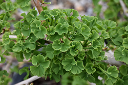 Mariken Dwarf Ginkgo (Ginkgo biloba 'Mariken') at Peter Knippel Garden Centre