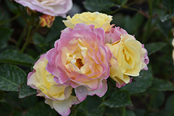 Life Of The Party Rose (Rosa 'WEKjucistwe') at Lakeshore Garden Centres