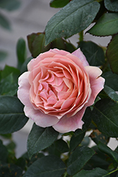 State Of Grace Rose (Rosa 'Wekspodotogi') at Lakeshore Garden Centres