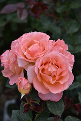 Jump For Joy Rose (Rosa 'WEKnewchi') at Lakeshore Garden Centres