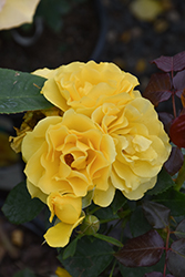 Midas Touch Rose (Rosa 'Midas Touch') at Lakeshore Garden Centres