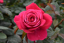 Grande Dame Rose (Rosa 'WEKmerewby') at Lakeshore Garden Centres