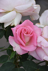 Falling In Love Rose (Rosa 'WEKmoomar') at Lakeshore Garden Centres