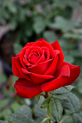 Olympiad Rose (Rosa 'Olympiad') at Lakeshore Garden Centres
