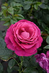 Downton Abbey Pretty Lady Rose (Rosa 'WEKdadoda') at Lakeshore Garden Centres