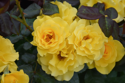 Sparkle And Shine Rose (Rosa 'WEKjunjuc') at Lakeshore Garden Centres