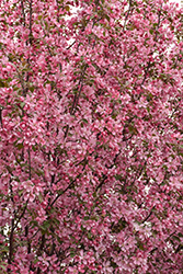 Rejoice Flowering Crab (Malus 'Rejzam') at Lakeshore Garden Centres
