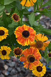 Mardi Gras Sneezeweed (Helenium 'Mardi Gras') at Lakeshore Garden Centres