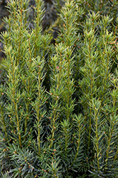 Nova Japanese Yew (Taxus cuspidata 'Nova') at Lakeshore Garden Centres