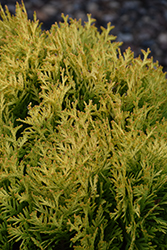 Autumn Moon Arborvitae (Thuja occidentalis 'Autumn Moon') at Lakeshore Garden Centres
