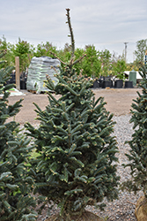 Tyler Blue Balsam Fir (Abies balsamea 'Tyler Blue') at Lakeshore Garden Centres