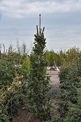 Wellspire Black Spruce (Picea mariana 'Wellspire') at Lakeshore Garden Centres