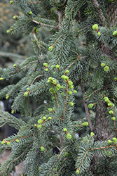 Wellspire Black Spruce (Picea mariana 'Wellspire') at Lakeshore Garden Centres