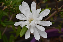 Spring Welcome Magnolia (Magnolia x loebneri 'Ruth') at Lakeshore Garden Centres