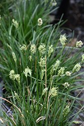 Blue Moor Grass (Sesleria caerulea) at Lakeshore Garden Centres