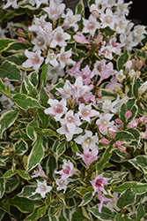 Mor-Colorful Weigela (Weigela florida 'Morcolzam') at Lakeshore Garden Centres