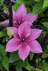 Rosalie Clematis (Clematis 'Donahros') at Peter Knippel Garden Centre