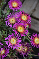 Delmara Fuchsia Ice Plant (Delosperma 'Delmara Fuchsia') at Lakeshore Garden Centres
