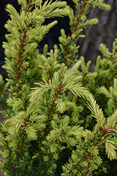 Huber's Tawny Gold Spreading Yew (Taxus x media 'Huber's Tawny Gold') at Lakeshore Garden Centres