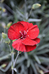 American Pie Cherry Pie Pinks (Dianthus 'Wp18 Pie165') at Lakeshore Garden Centres