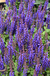 Blue Bouquetta Meadow Sage (Salvia nemorosa 'ALKLF') at Lakeshore Garden Centres