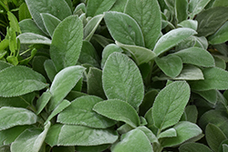 Giant Lamb's Ears (Stachys byzantina 'Big Ears') at Peter Knippel Garden Centre
