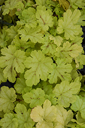 Spicy Lime Foamy Bells (Heucherella 'TNHERSL') at Lakeshore Garden Centres