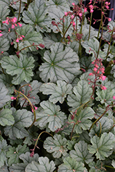 Little Cuties Shimmer Coral Bells (Heuchera 'TNHEUSHI') at Lakeshore Garden Centres