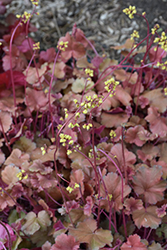 Sirens' Song Orange Delight Coral Bells (Heuchera 'TNHEUSSOD') at Lakeshore Garden Centres